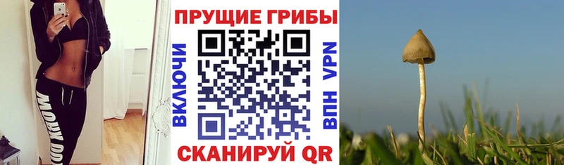 Псилоцибиновые грибы мицелий  как найти закладки  мега сайт  Гуково 